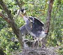 Grey Heron