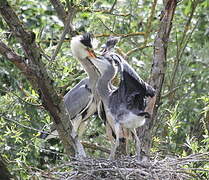 Grey Heron