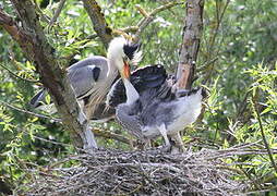 Grey Heron