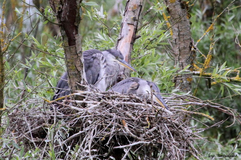 Grey HeronFirst year, Reproduction-nesting