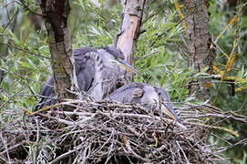 Grey Heron