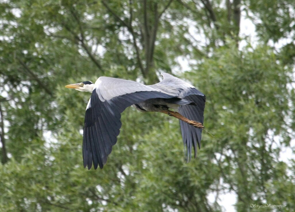 Grey Heronadult, Flight