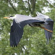 Grey Heron