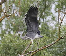 Grey Heron