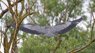 Grey Heron