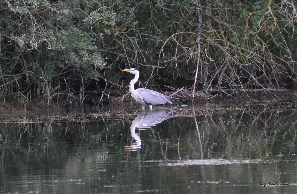 Grey HeronThird  year post breeding, Flight