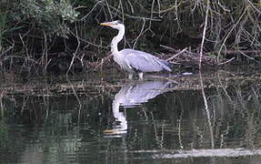 Grey Heron