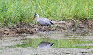 Grey Heron