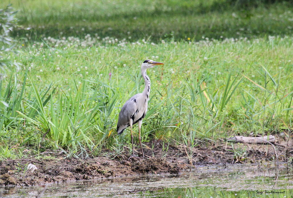 Grey HeronThird  year, identification, Flight, fishing/hunting