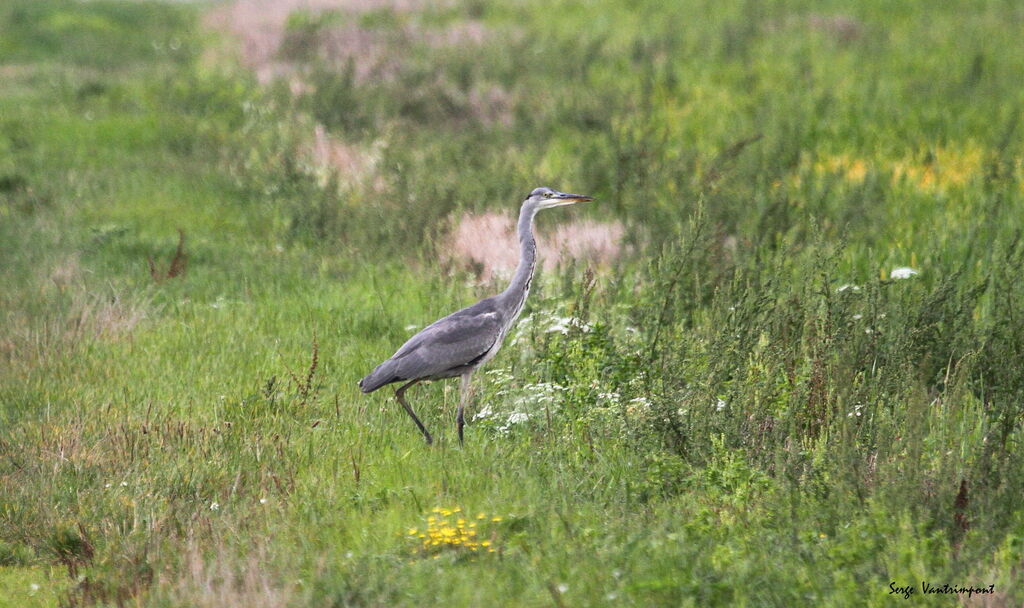 Grey Heronadult, Flight, fishing/hunting, eats, drinks