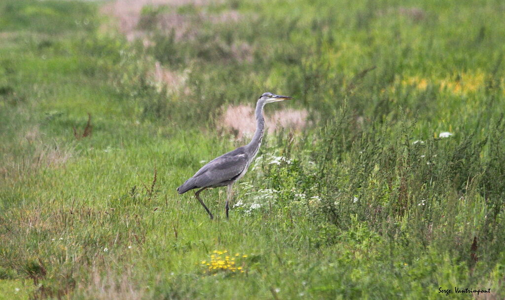 Héron cendréadulte, Vol, pêche/chasse, mange, boit