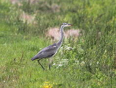 Grey Heron