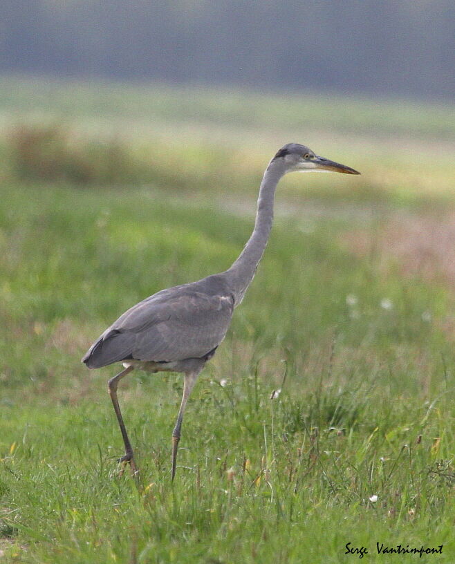 Héron cendréadulte, identification, Vol, pêche/chasse