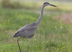 Grey Heron