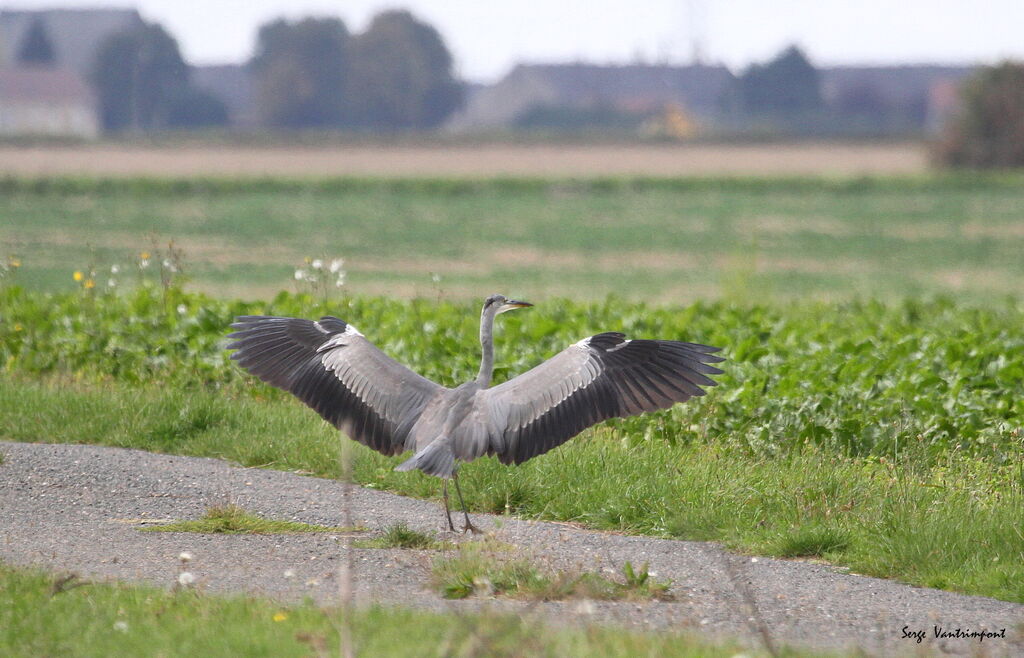 Grey Heronadult, identification, fishing/hunting