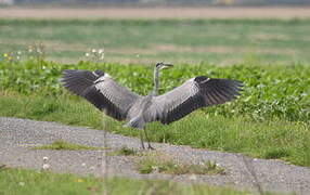 Grey Heron