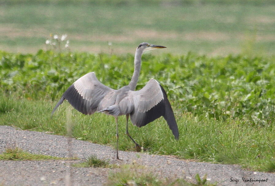 Héron cendréadulte, identification, pêche/chasse