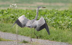 Grey Heron