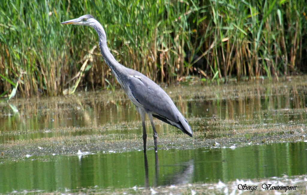 Grey Heronadult, Behaviour