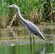 Grey Heron