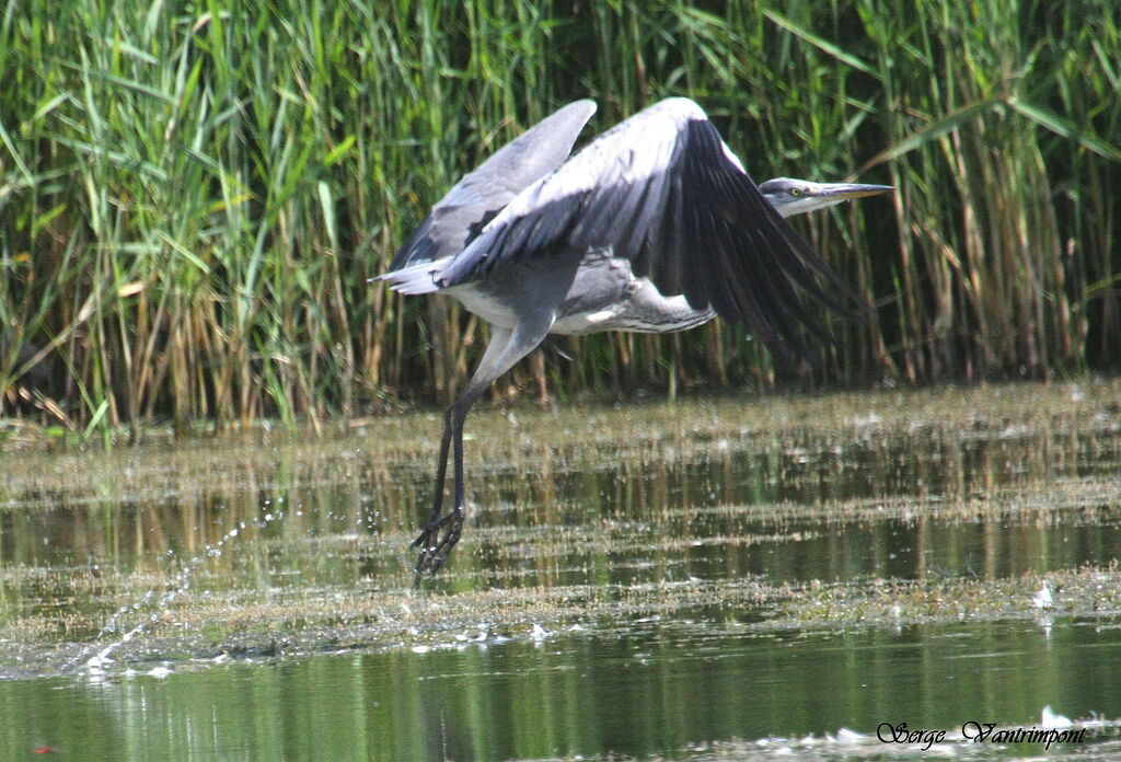 Grey Heronadult, Flight