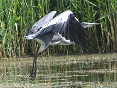 Grey Heron