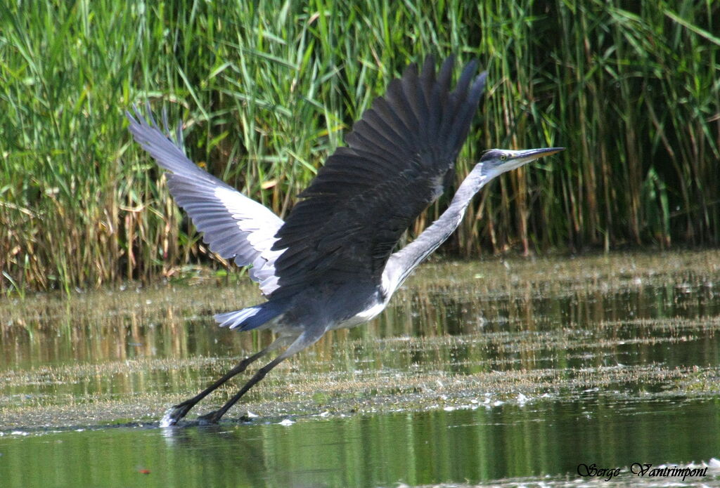 Grey Heronadult, Flight