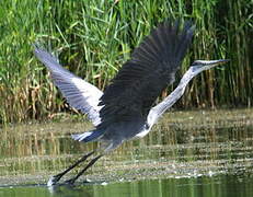 Grey Heron