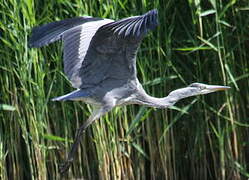 Grey Heron