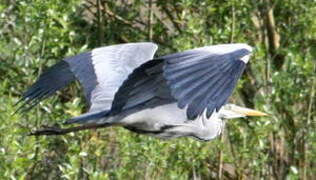 Grey Heron