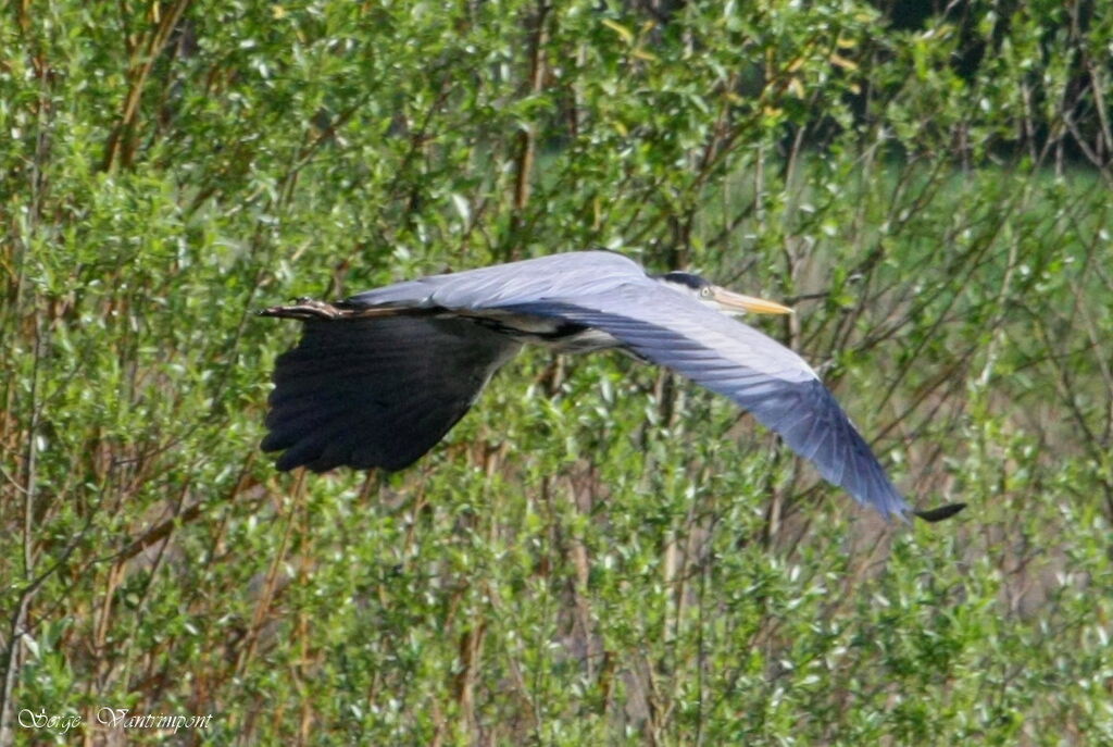 Grey Heronadult, Flight