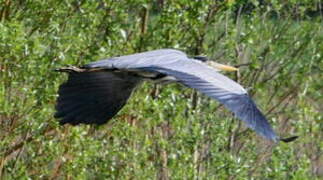 Grey Heron