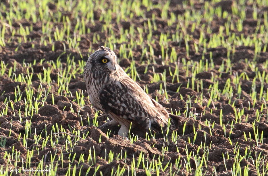 Hibou des maraisadulte, identification, Comportement