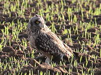 Hibou des marais