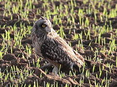 Short-eared Owl