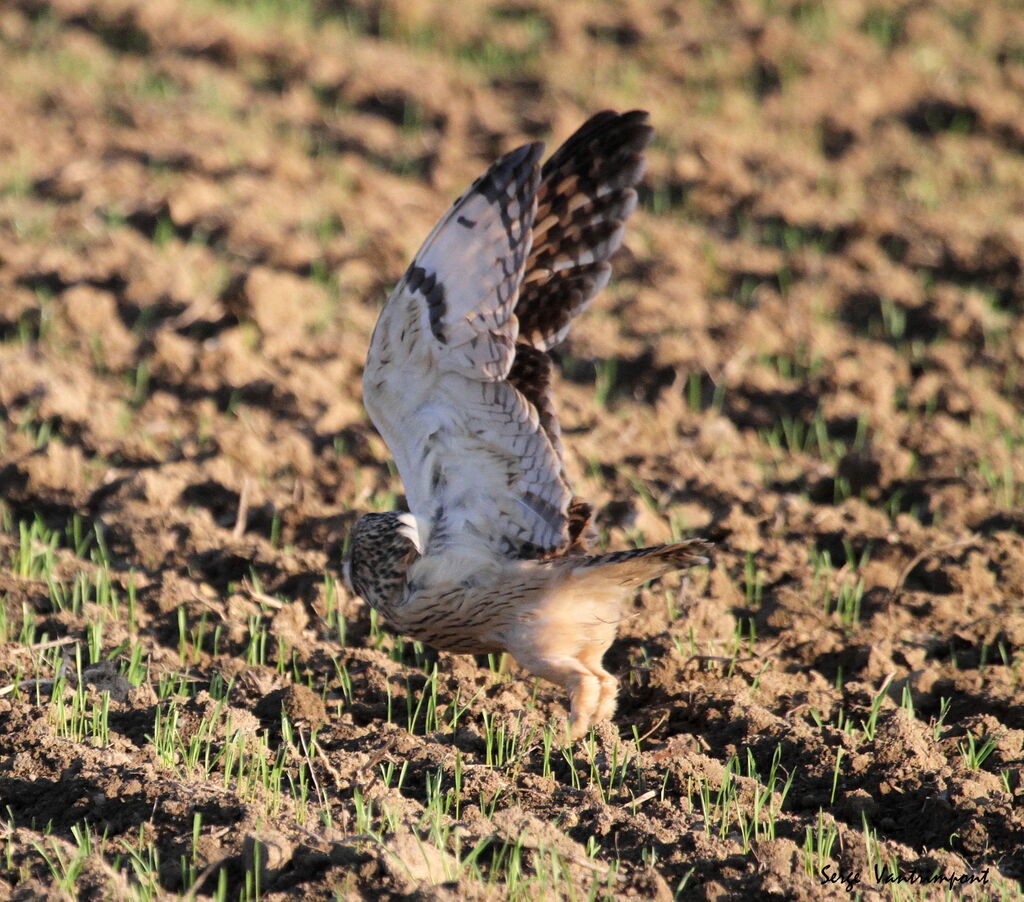 Short-eared Owl, Flight