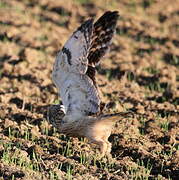 Short-eared Owl