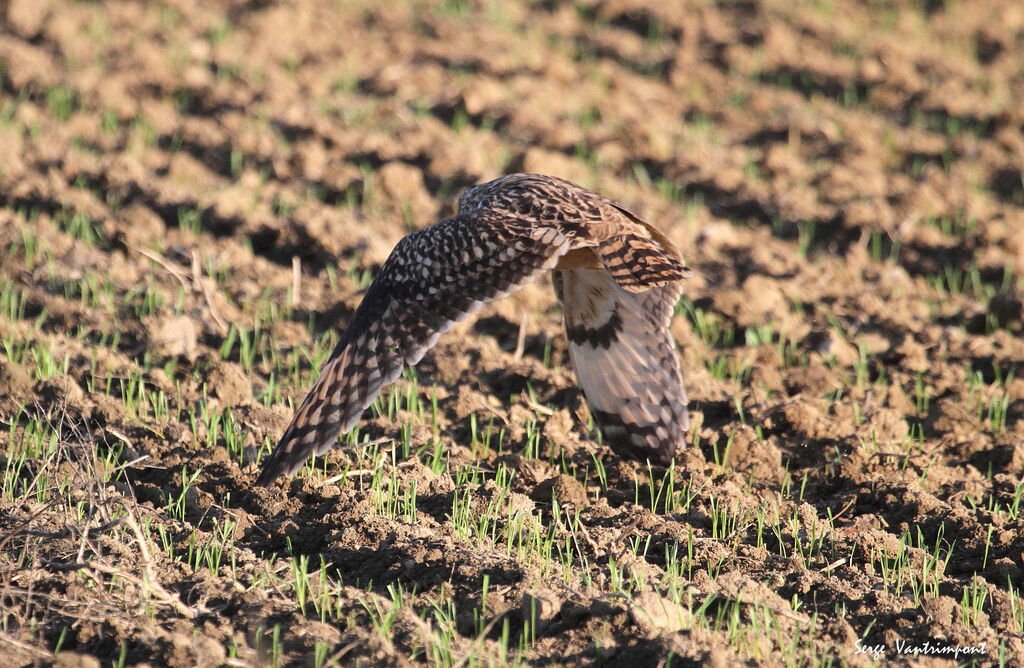 Hibou des marais, Vol