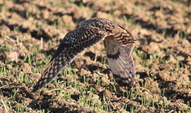 Hibou des marais