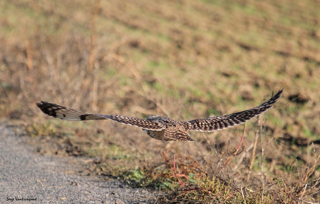 Hibou des marais, Vol