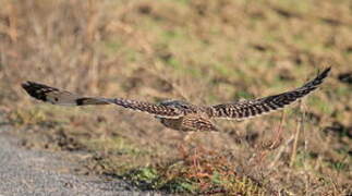 Hibou des marais