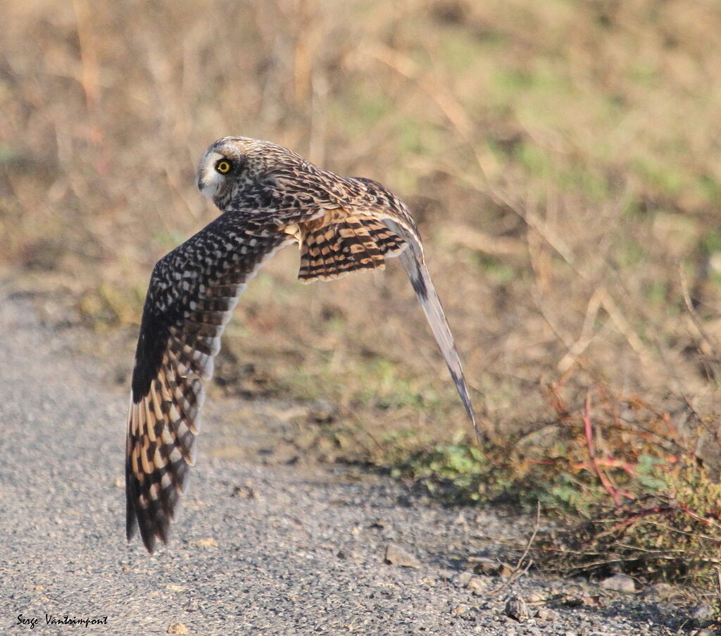 Hibou des marais, Vol