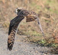 Hibou des marais