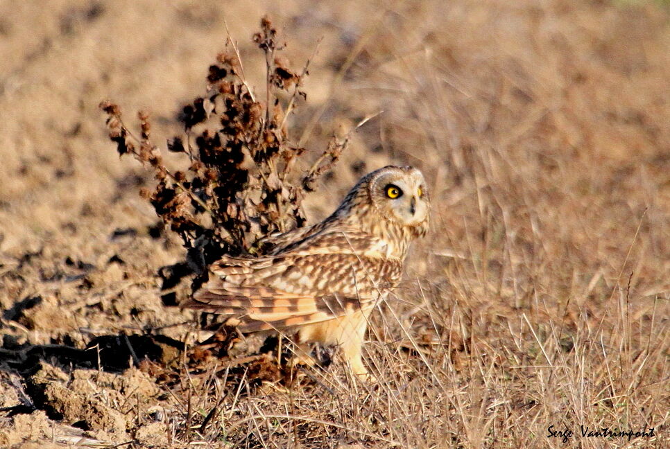 Hibou des marais, identification, Comportement