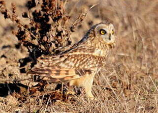 Hibou des marais