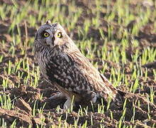 Short-eared Owl