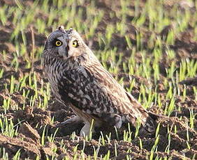 Hibou des marais