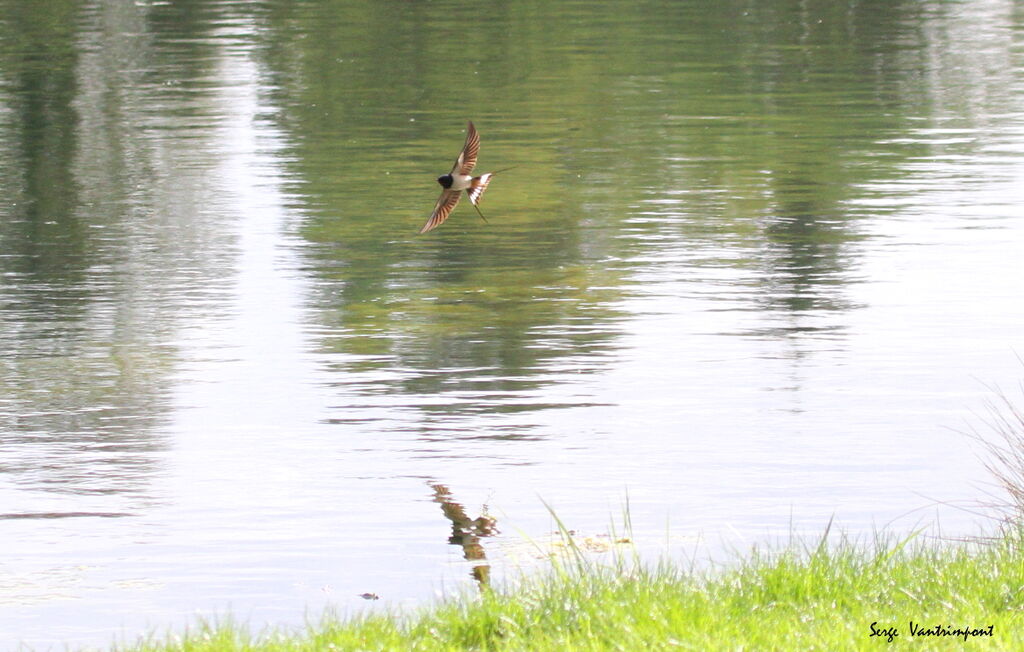 Hirondelle rustiqueadulte, identification