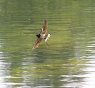 Barn Swallow