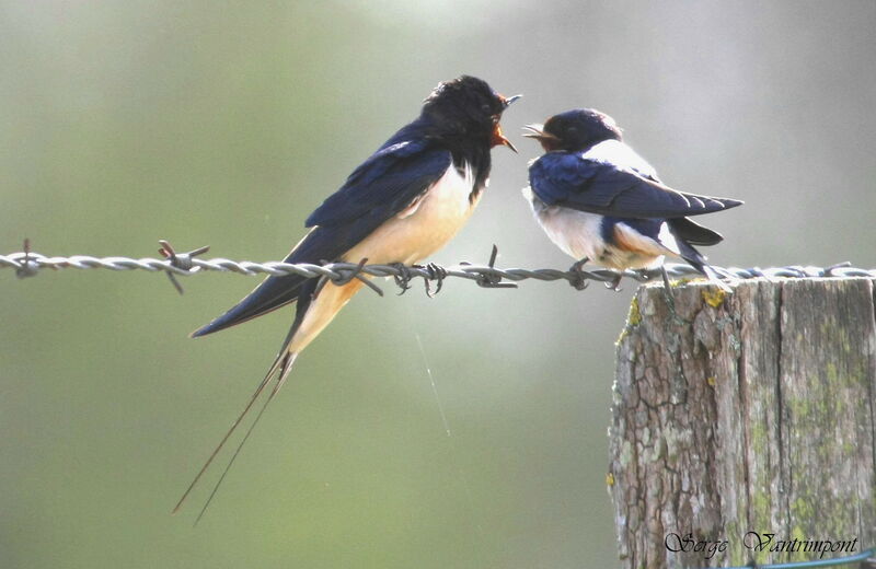 Barn Swallow adult, identification, Behaviour